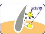 皮脂とは頭皮から出るあぶらです